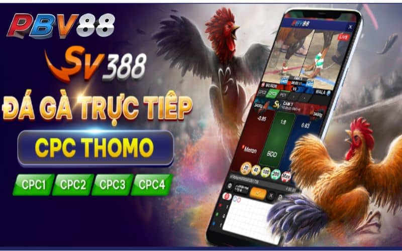 Trực tiếp đá gà được phát sóng hàng ngày tại PBV88 Trực tiếp đá gà được phát sóng hàng ngày tại PBV88